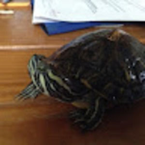 Meet your Posher, Julie